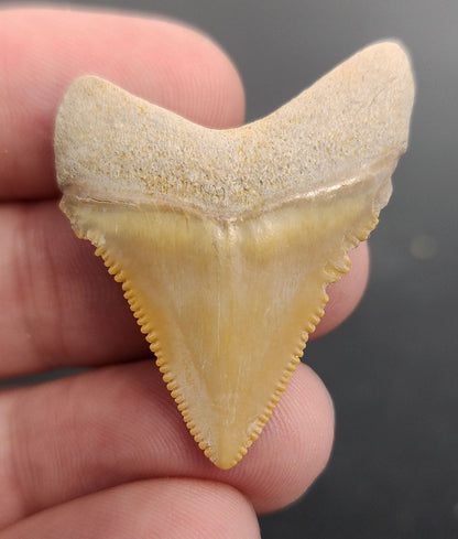 Baby, 1.49" Fossil Megalodon Tooth - Bone Valley, Florida - Fossil Driven
