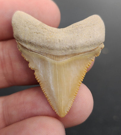 Baby, 1.49" Fossil Megalodon Tooth - Bone Valley, Florida - Fossil Driven