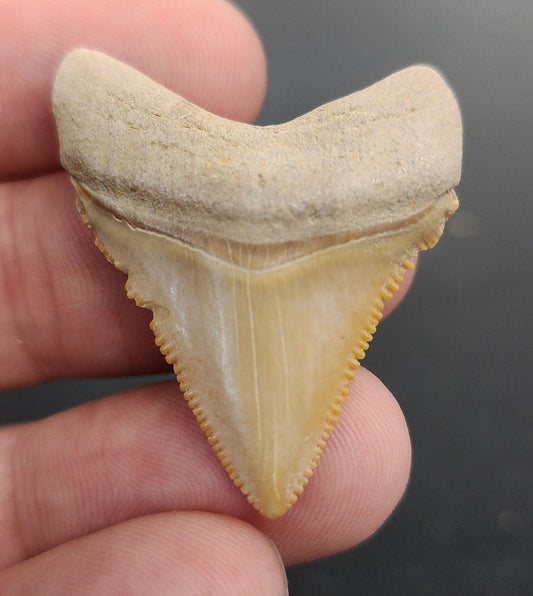 Baby, 1.49" Fossil Megalodon Tooth - Bone Valley, Florida - Fossil Driven