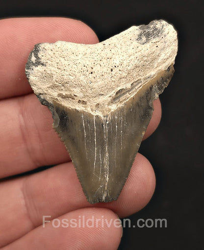 Bargain, 1.72" Fossil Megalodon Tooth - Bone Valley, Florida - Fossil Driven