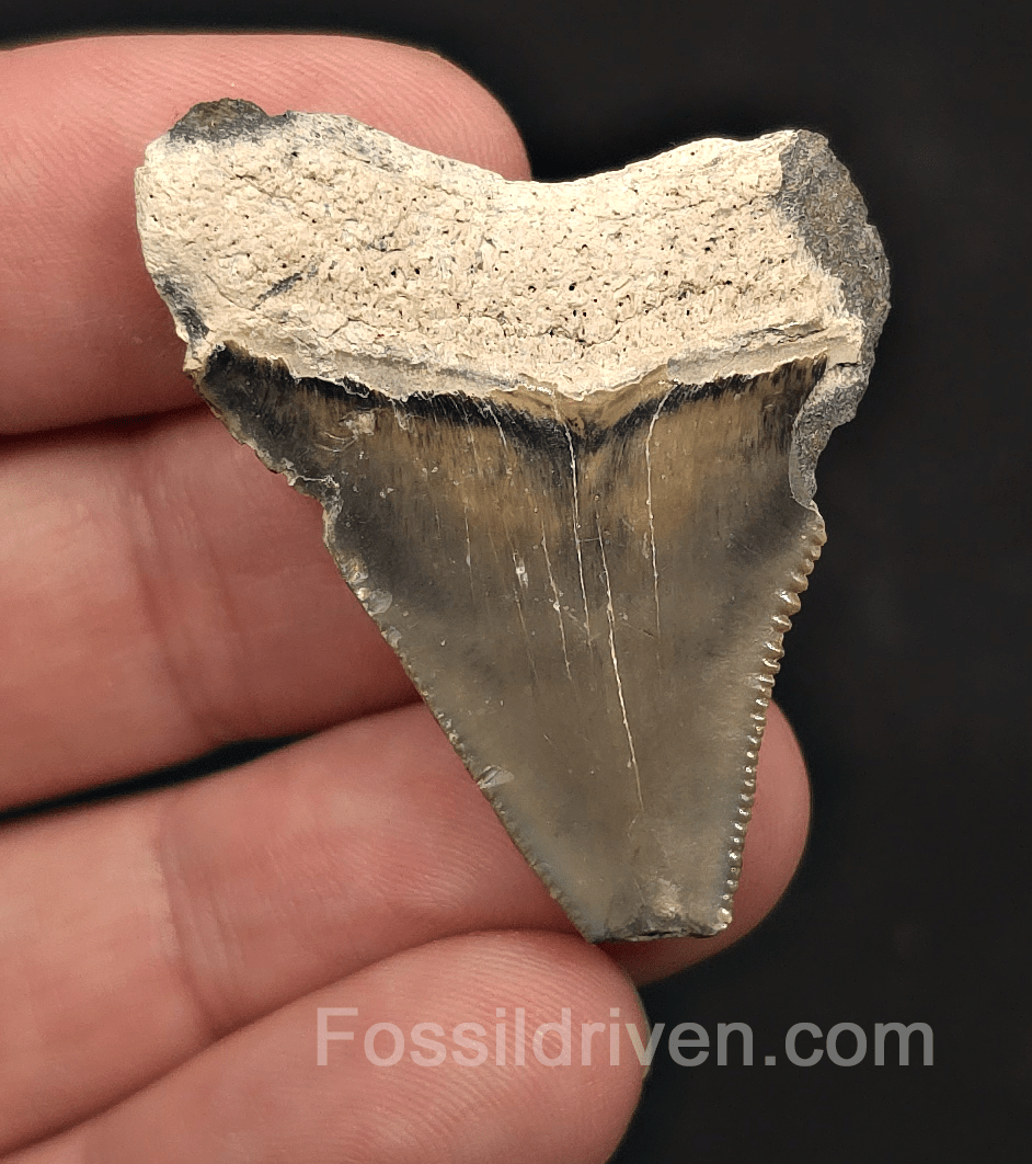 Bargain, 1.72" Megalodon Tooth - Bone Valley, Florida - Fossil Driven