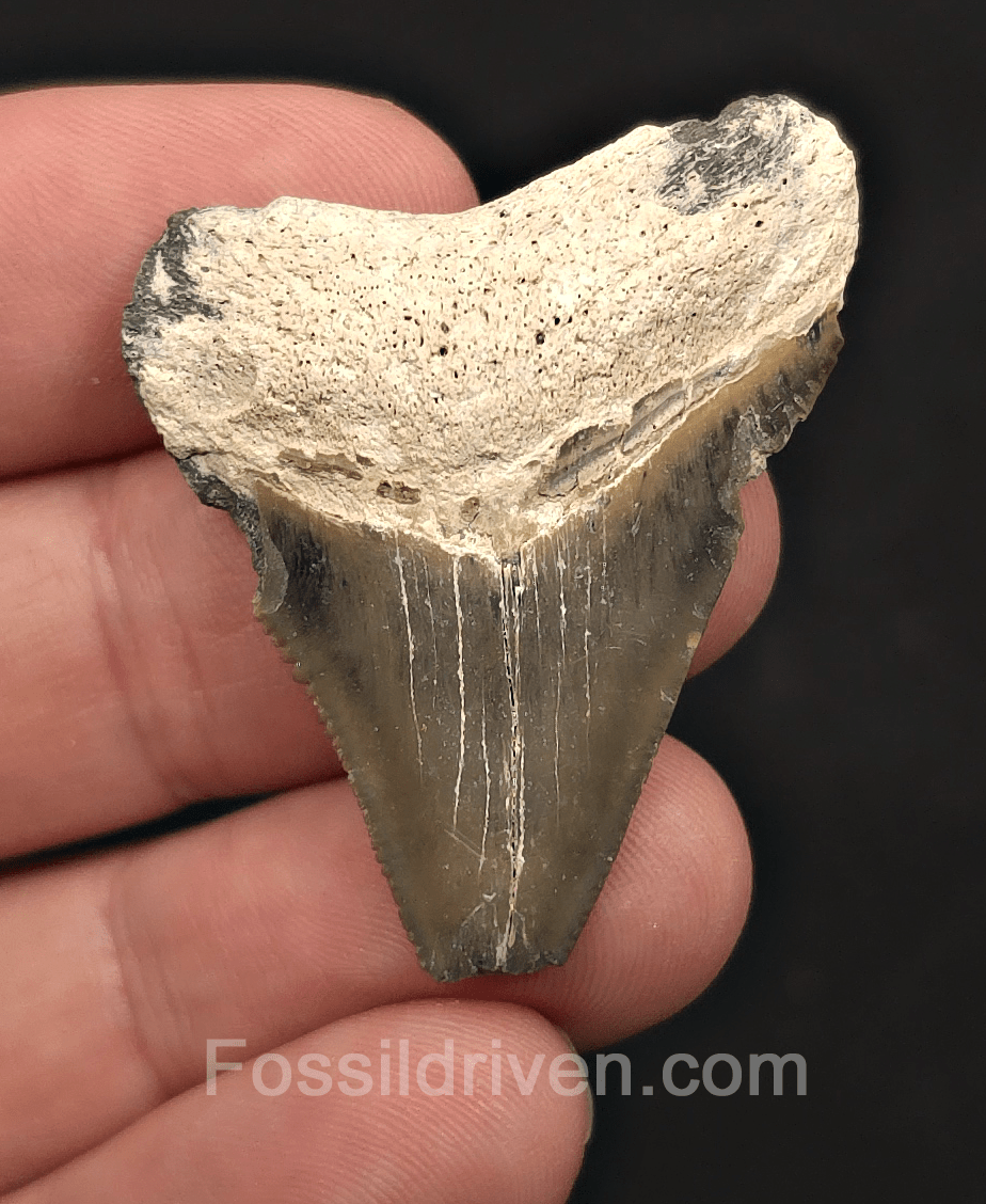 Bargain, 1.72" Megalodon Tooth - Bone Valley, Florida - Fossil Driven