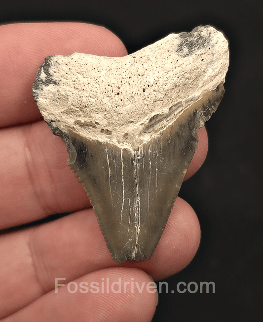 Bargain, 1.72" Megalodon Tooth - Bone Valley, Florida - Fossil Driven