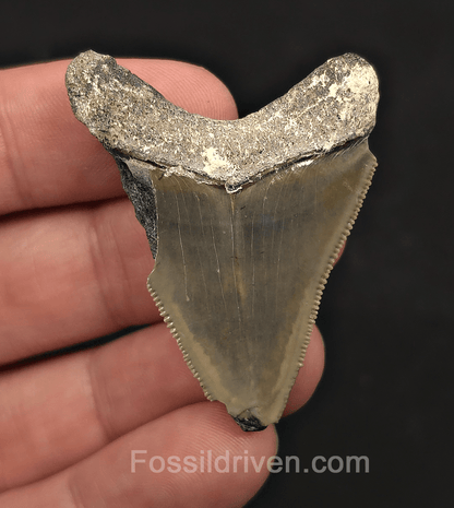 Bargain, 1.94" Megalodon Tooth - Bone Valley, Florida - Fossil Driven
