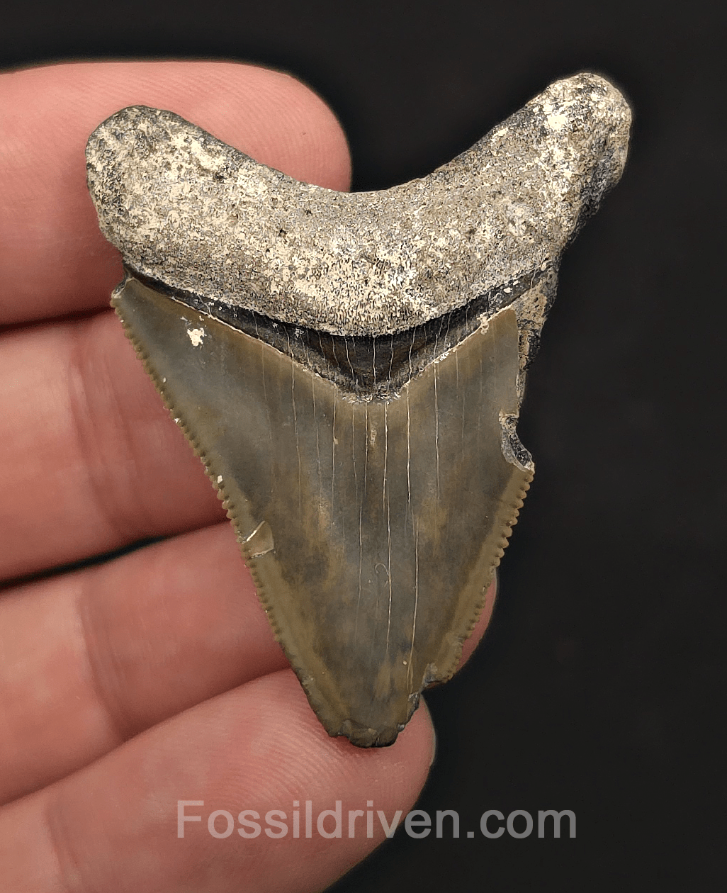 Bargain, 1.94" Megalodon Tooth - Bone Valley, Florida - Fossil Driven