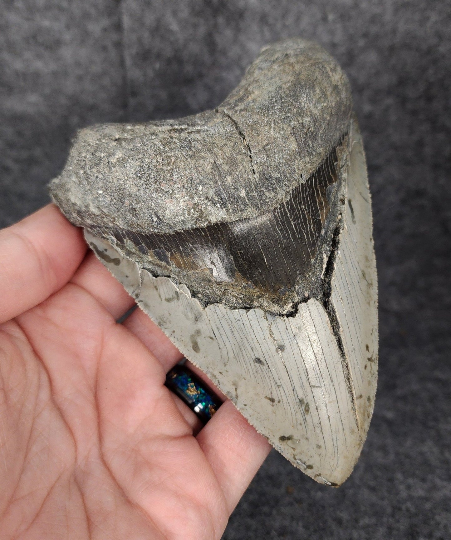 Bargain, 5.16" Fossil Megalodon Tooth - Meg Ledge - Fossil Driven