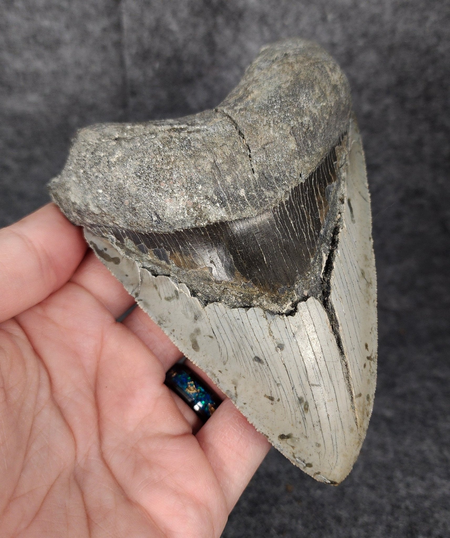 Bargain, 5.16" Fossil Megalodon Tooth - Meg Ledge - Fossil Driven