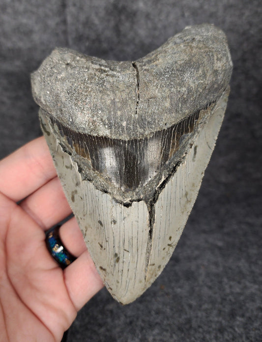 Bargain, 5.16" Fossil Megalodon Tooth - Meg Ledge - Fossil Driven