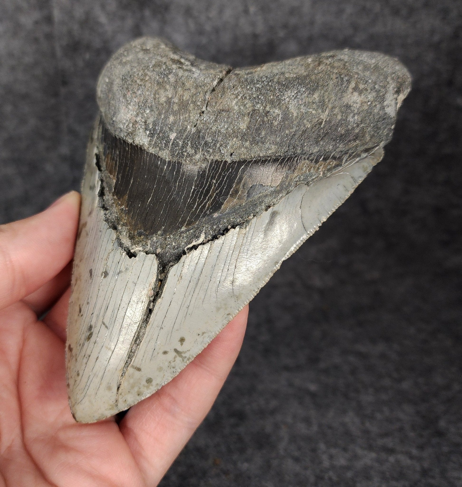 Bargain, 5.16" Fossil Megalodon Tooth - Meg Ledge - Fossil Driven
