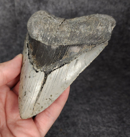 Bargain, 5.16" Fossil Megalodon Tooth - Meg Ledge - Fossil Driven