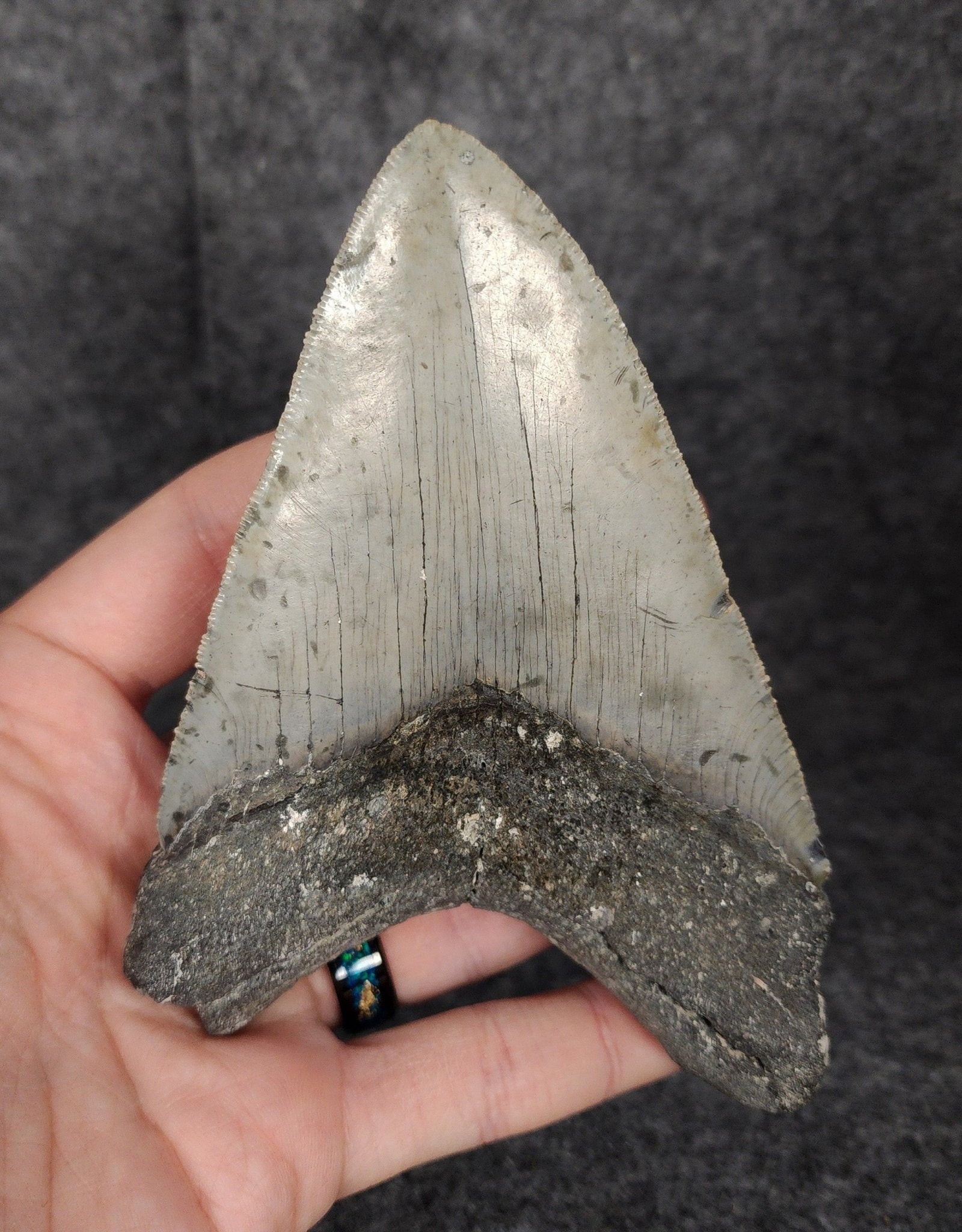 Bargain, 5.16" Fossil Megalodon Tooth - Meg Ledge - Fossil Driven