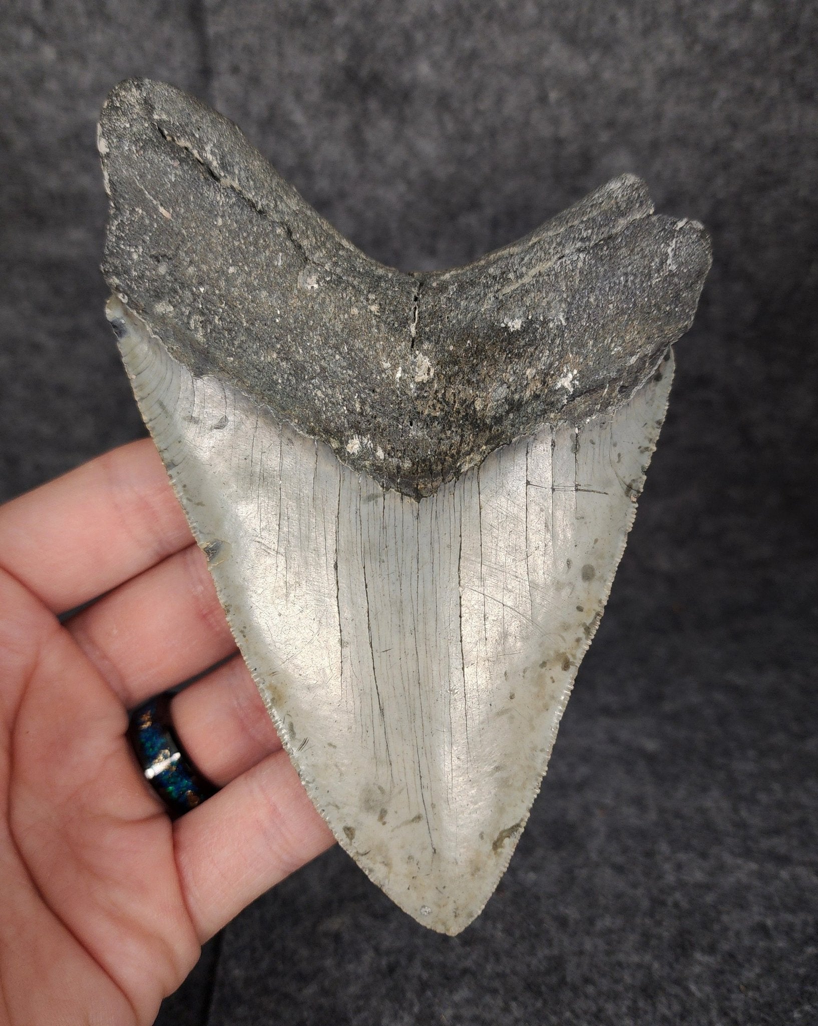 Bargain, 5.16" Fossil Megalodon Tooth - Meg Ledge - Fossil Driven