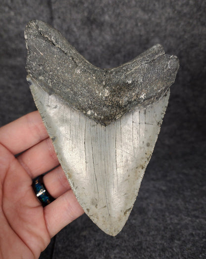 Bargain, 5.16" Fossil Megalodon Tooth - Meg Ledge - Fossil Driven