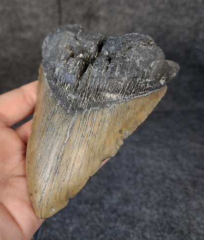 Bargain, 5.71" Fossil Megalodon Tooth - Meg Ledge - Fossil Driven