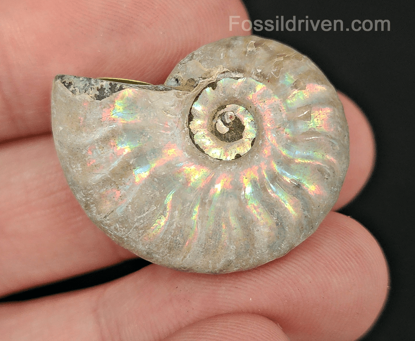 Beautiful, 1.25" Silver Iridescent Ammonite - Madagascar - Fossil Driven