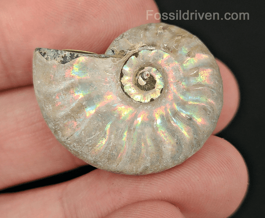 Beautiful, 1.25" Silver Iridescent Ammonite - Madagascar - Fossil Driven