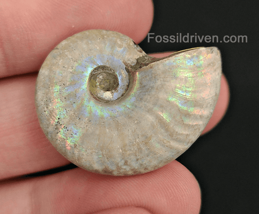 Beautiful, 1.25" Silver Iridescent Ammonite - Madagascar - Fossil Driven