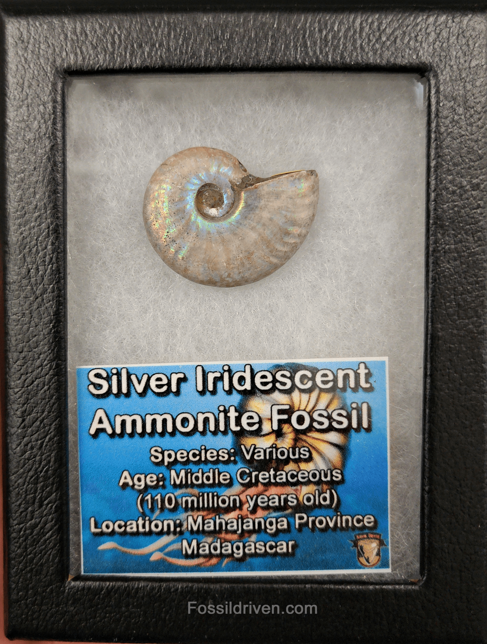 Beautiful, 1.25" Silver Iridescent Ammonite - Madagascar - Fossil Driven