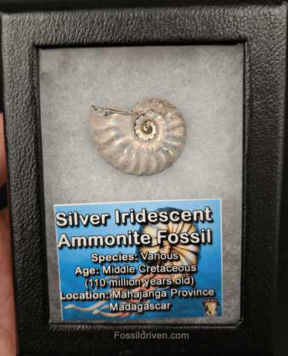 Beautiful, 1.25" Silver Iridescent Ammonite - Madagascar - Fossil Driven