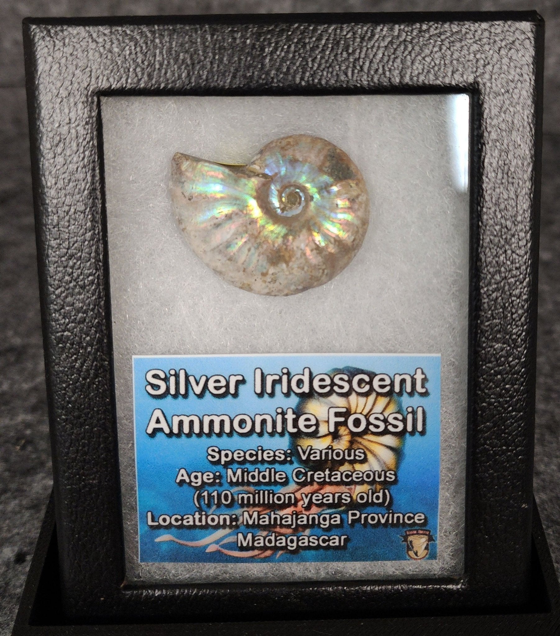 Beautiful, 1.32" Silver Iridescent Ammonite - Madagascar - Fossil Driven