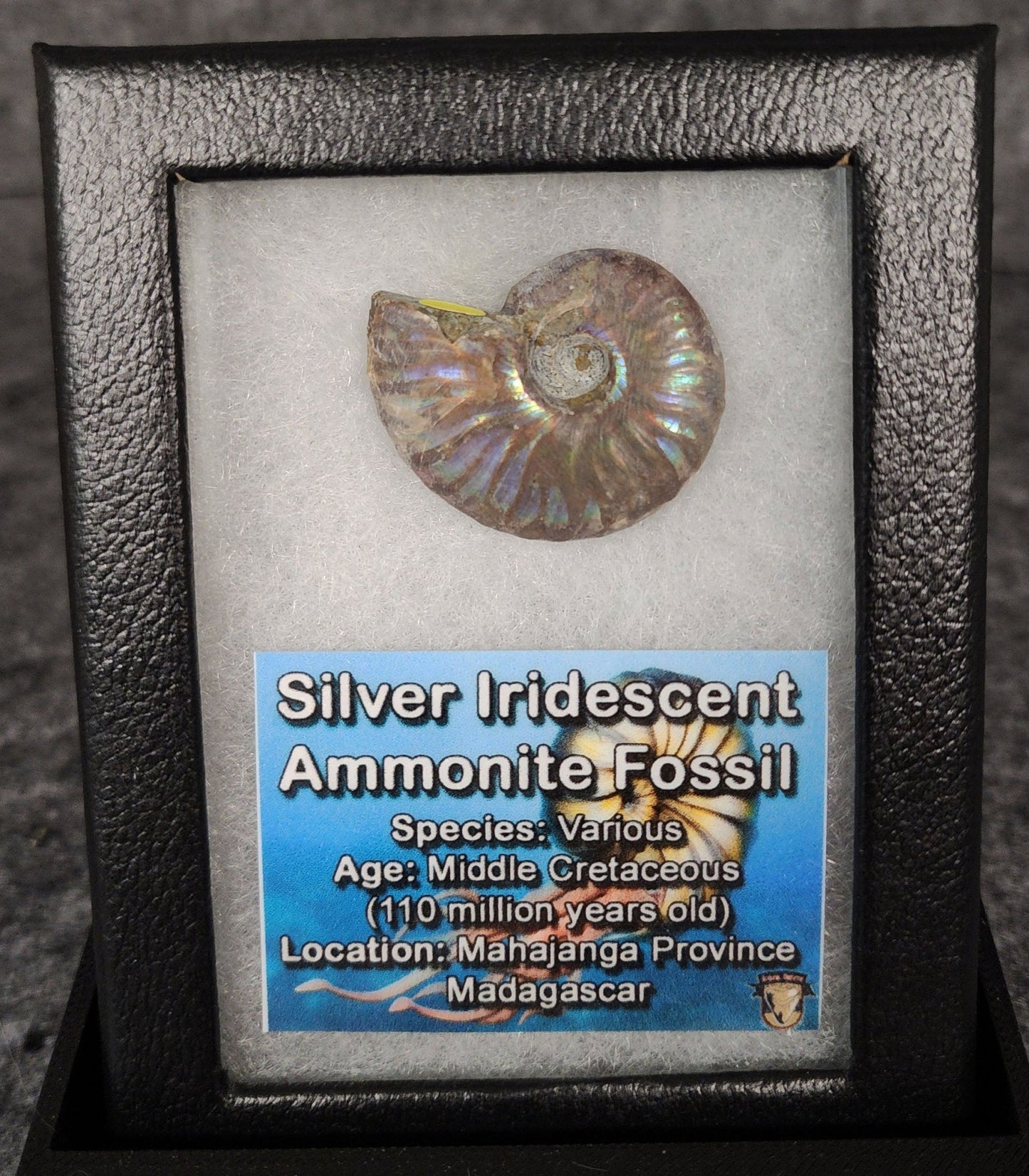 Beautiful, 1.32" Silver Iridescent Ammonite - Madagascar - Fossil Driven