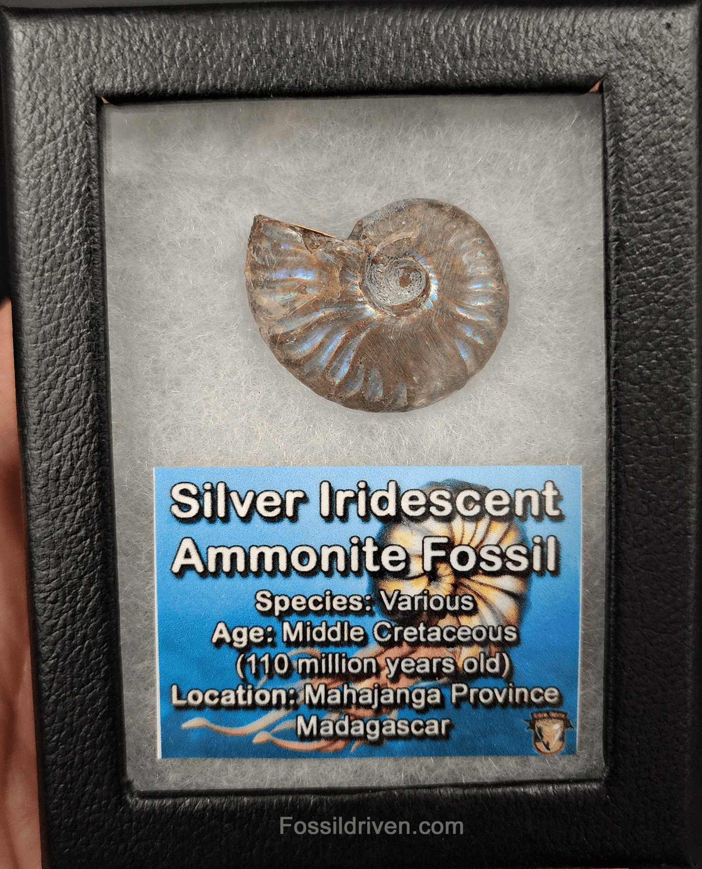 Beautiful, 1.37" Silver Iridescent Ammonite - Madagascar - Fossil Driven