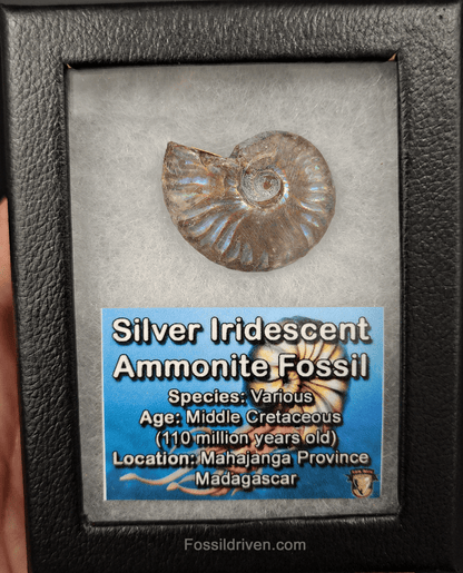 Beautiful, 1.37" Silver Iridescent Ammonite - Madagascar - Fossil Driven