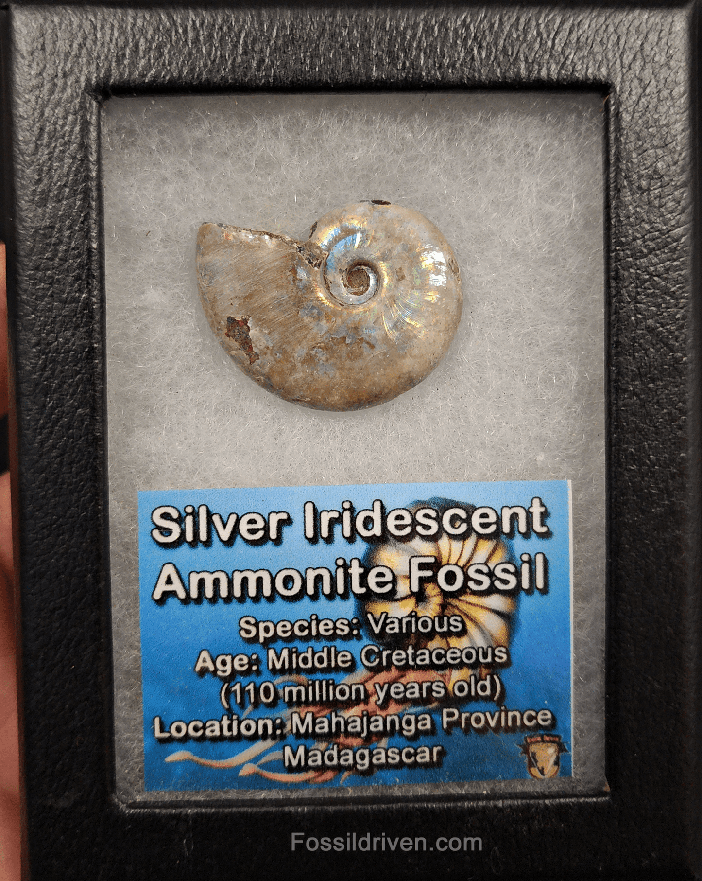 Beautiful, 1.37" Silver Iridescent Ammonite - Madagascar - Fossil Driven