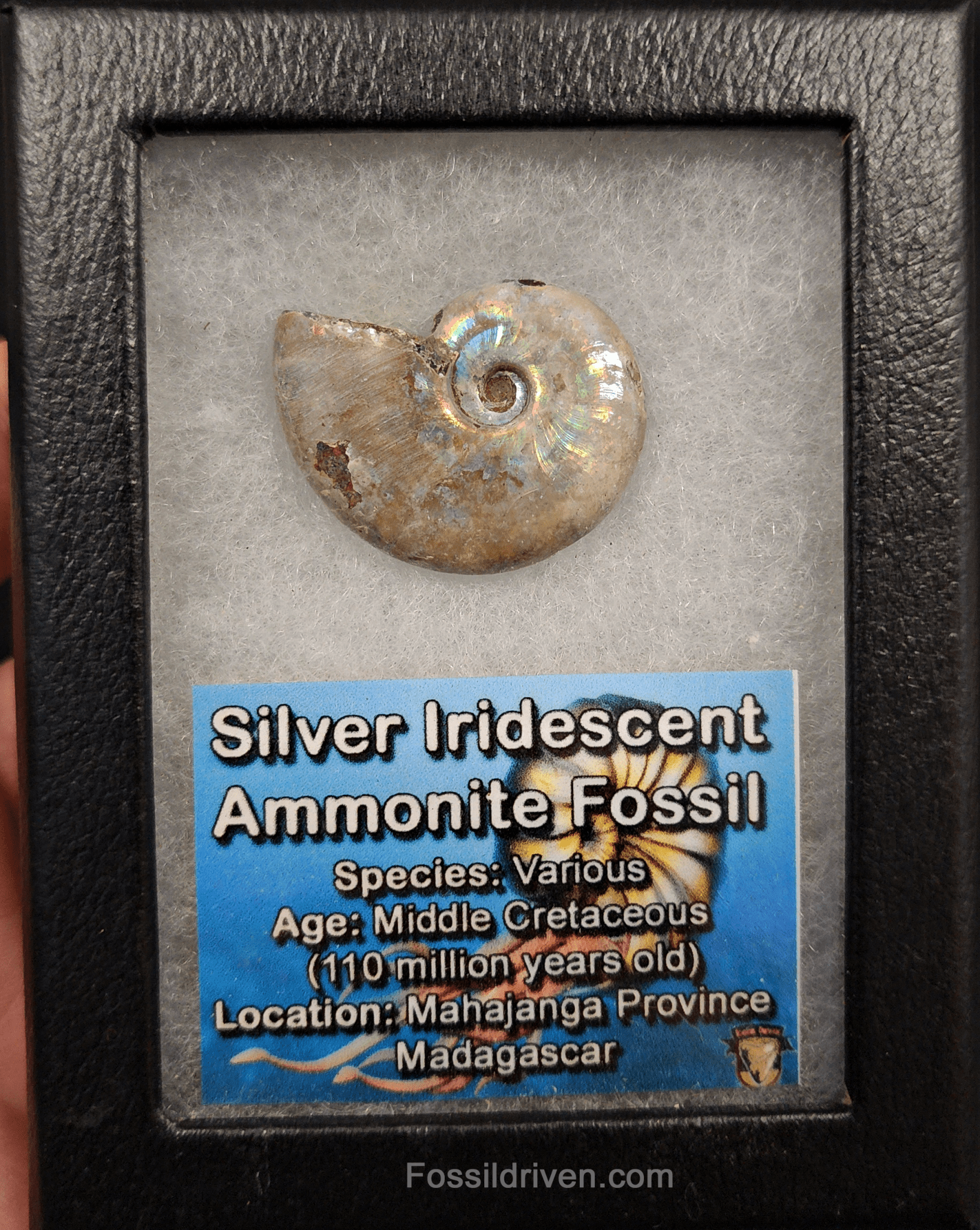 Beautiful, 1.37" Silver Iridescent Ammonite - Madagascar - Fossil Driven