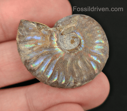 Beautiful, 1.37" Silver Iridescent Ammonite - Madagascar - Fossil Driven