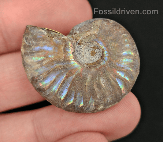 Beautiful, 1.37" Silver Iridescent Ammonite - Madagascar - Fossil Driven