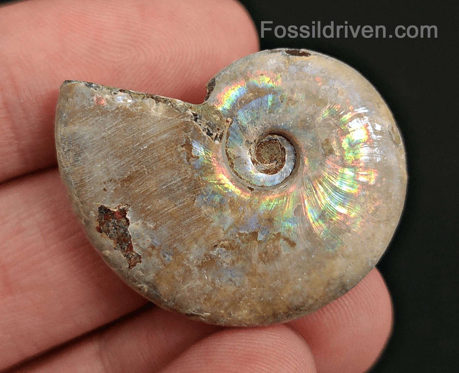Beautiful, 1.37" Silver Iridescent Ammonite - Madagascar - Fossil Driven
