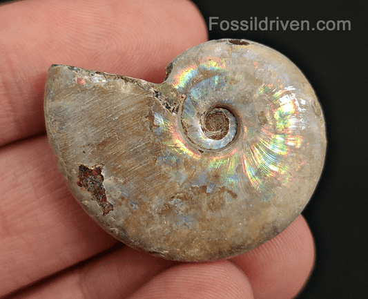 Beautiful, 1.37" Silver Iridescent Ammonite - Madagascar - Fossil Driven