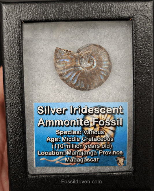 Beautiful, 1.37" Silver Iridescent Ammonite - Madagascar (Amm 2065) - Fossil Driven