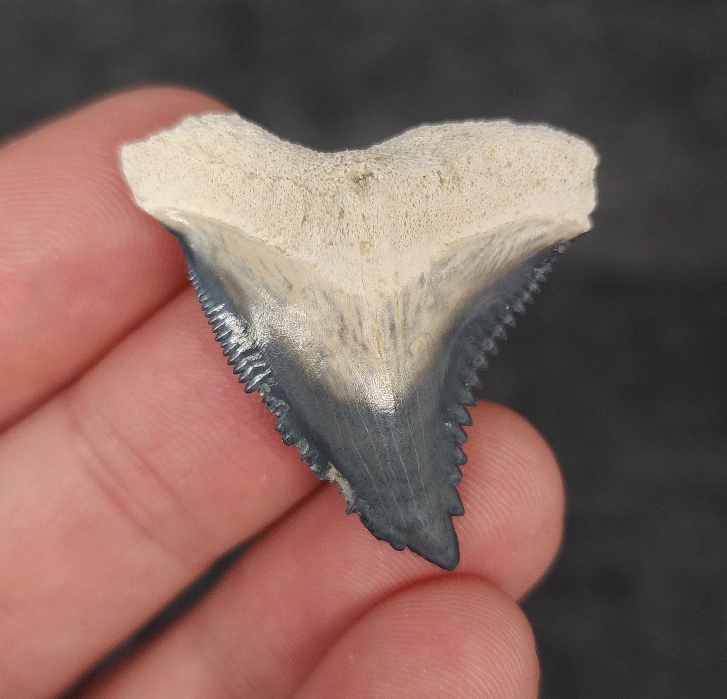 Beautiful, 1.39" Fossil Hemipristis Tooth - Bone Valley, Florida - Fossil Driven