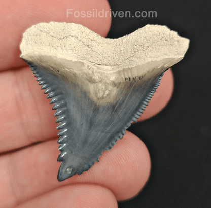 Beautiful, 1.39" Fossil Hemipristis Tooth - Bone Valley, Florida - Fossil Driven