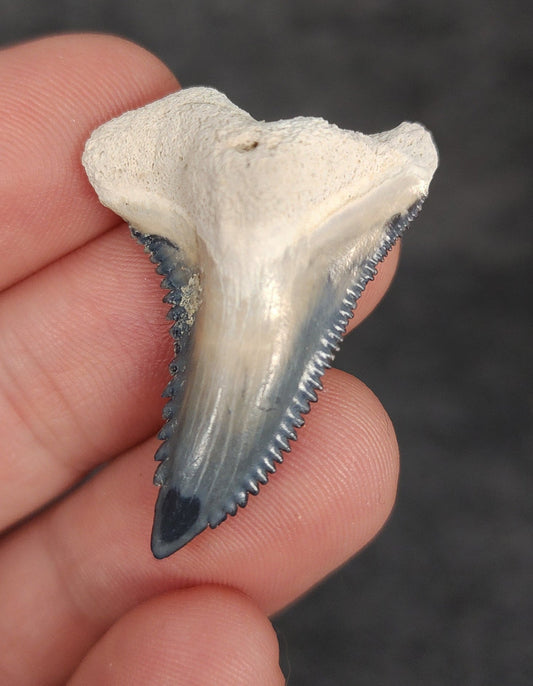 Beautiful, 1.40" Fossil Hemipristis Tooth - Bone Valley, Florida - Fossil Driven