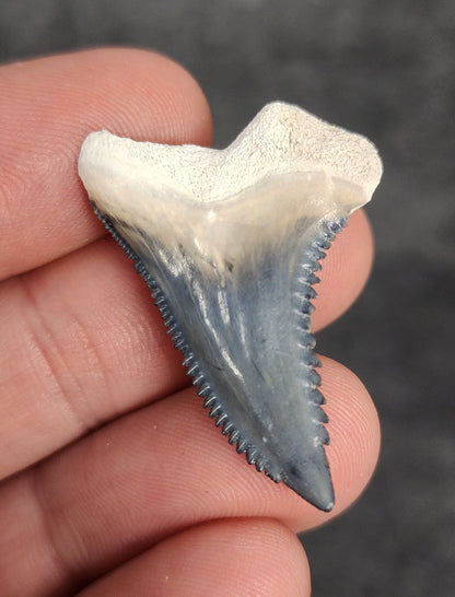 Beautiful, 1.40" Fossil Hemipristis Tooth - Bone Valley, Florida - Fossil Driven