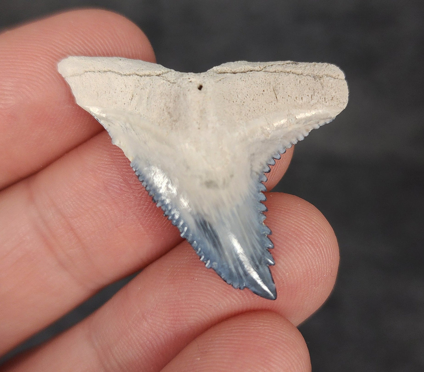 Beautiful, 1.42" Fossil Hemipristis Tooth - Bone Valley, Florida - Fossil Driven