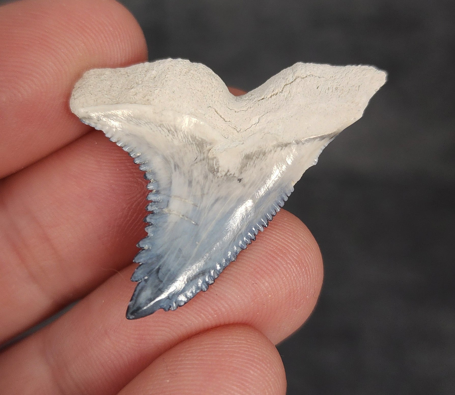 Beautiful, 1.42" Fossil Hemipristis Tooth - Bone Valley, Florida - Fossil Driven