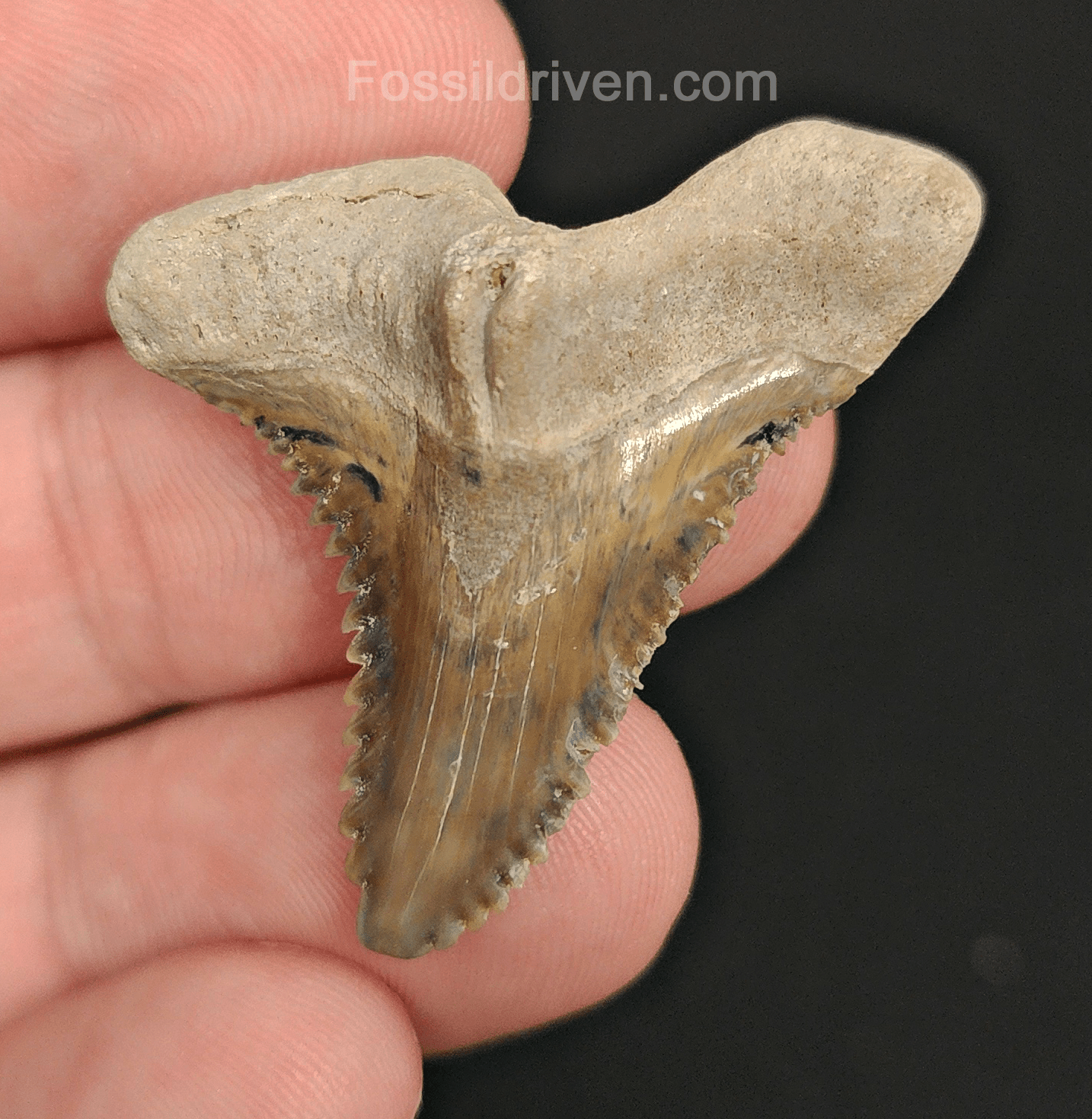 Beautiful, 1.45" Fossil Hemipristis Tooth - Bone Valley, Florida - Fossil Driven