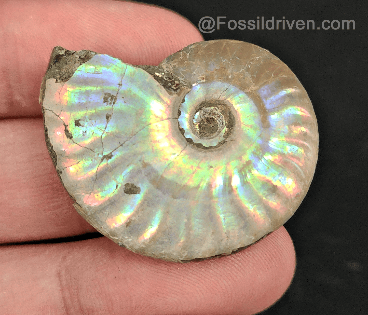 Beautiful, 1.45" Silver Iridescent Ammonite - Madagascar - Fossil Driven