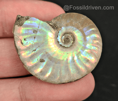 Beautiful, 1.45" Silver Iridescent Ammonite - Madagascar - Fossil Driven