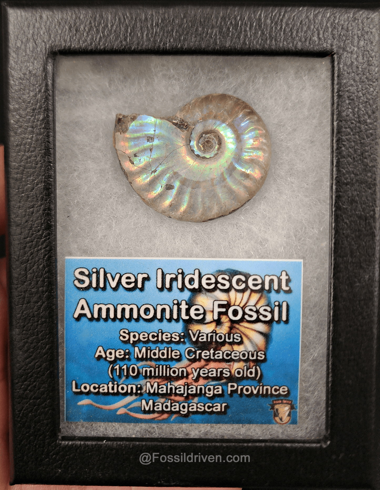 Beautiful, 1.45" Silver Iridescent Ammonite - Madagascar - Fossil Driven