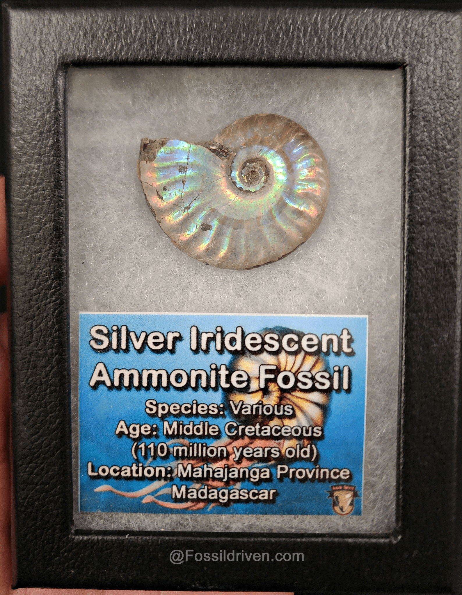 Beautiful, 1.45" Silver Iridescent Ammonite - Madagascar - Fossil Driven