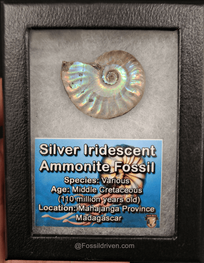 Beautiful, 1.45" Silver Iridescent Ammonite - Madagascar - Fossil Driven