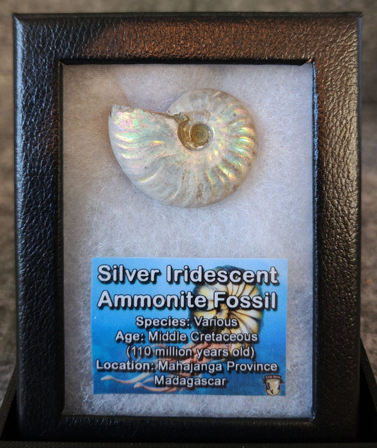 Beautiful, 1.46" Silver Iridescent Ammonite - Madagascar - Fossil Driven