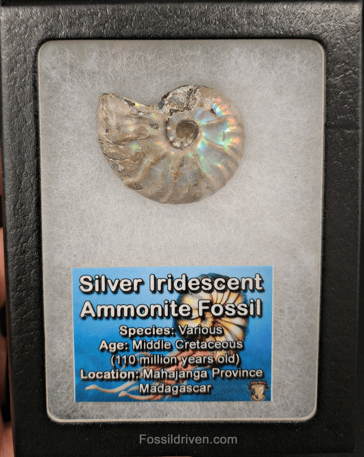 Beautiful, 1.50" Silver Iridescent Ammonite Fossil - Madagascar - Fossil Driven