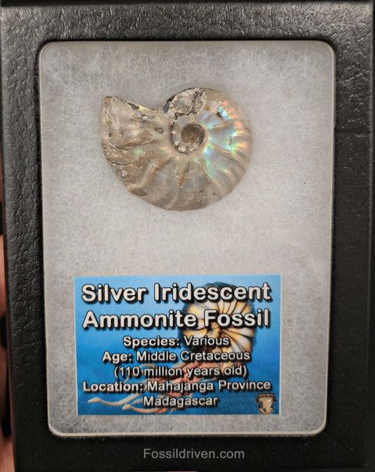 Beautiful, 1.50" Silver Iridescent Ammonite Fossil - Madagascar - Fossil Driven