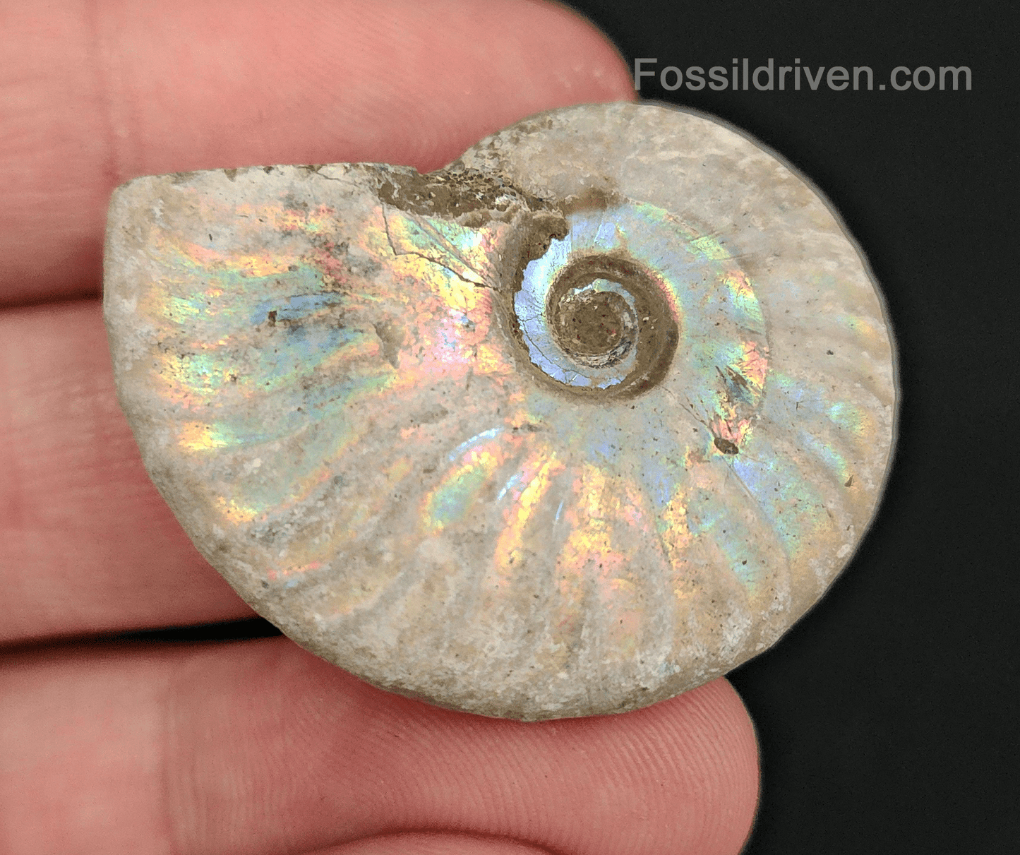 Beautiful, 1.50" Silver Iridescent Ammonite - Madagascar - Fossil Driven